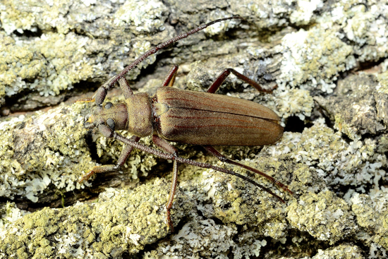 Aegosoma scabricorne